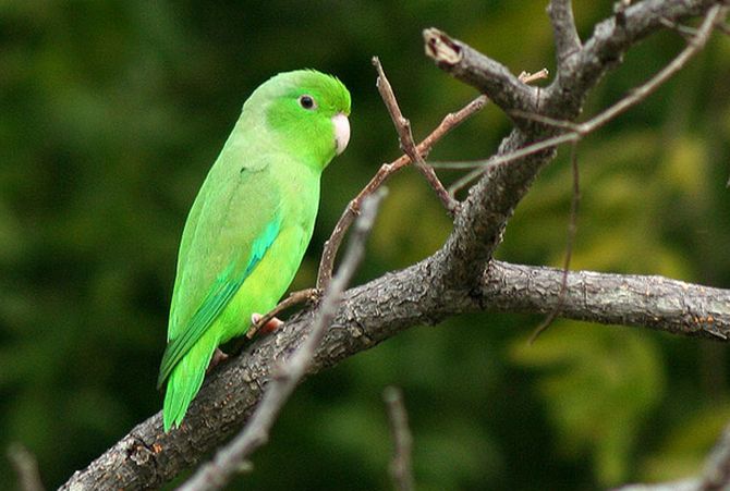 一分钟了解鹦鹉